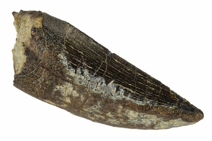 Serrated, Tyrannosaur Tooth - Montana #114017